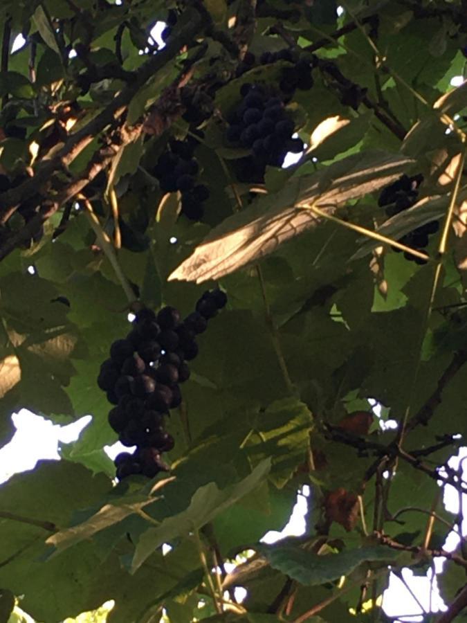 La Ferme Des Vignes Bed & Breakfast Hotot-en-Auge ภายนอก รูปภาพ